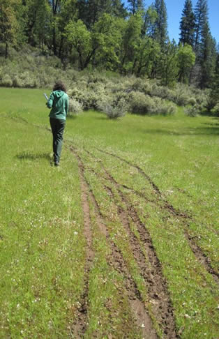 Julia documents OHV tracks running through pansy monkeyflowers (M. pulchellus) near Deer Creek