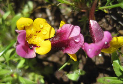 Pansy monkeyflower (M. pulchellus) is a rare plant species on the Stanislaus National Forest
