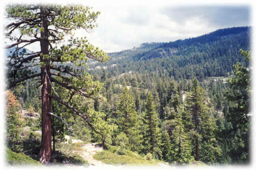 forest