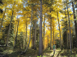 Aspens in Eagle Meadow
