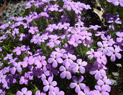 phlox