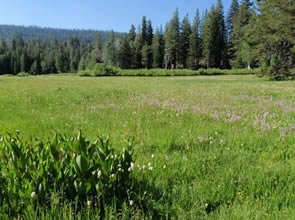 Bell Meadow