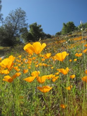 Poppies in the foothills