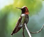 Anna\'s hummingbird