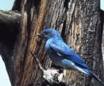 Mountain bluebird