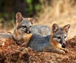 Gray fox pups
