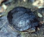 Western pond turtle 