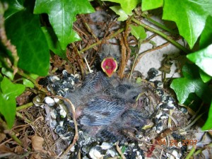 Baby birds
