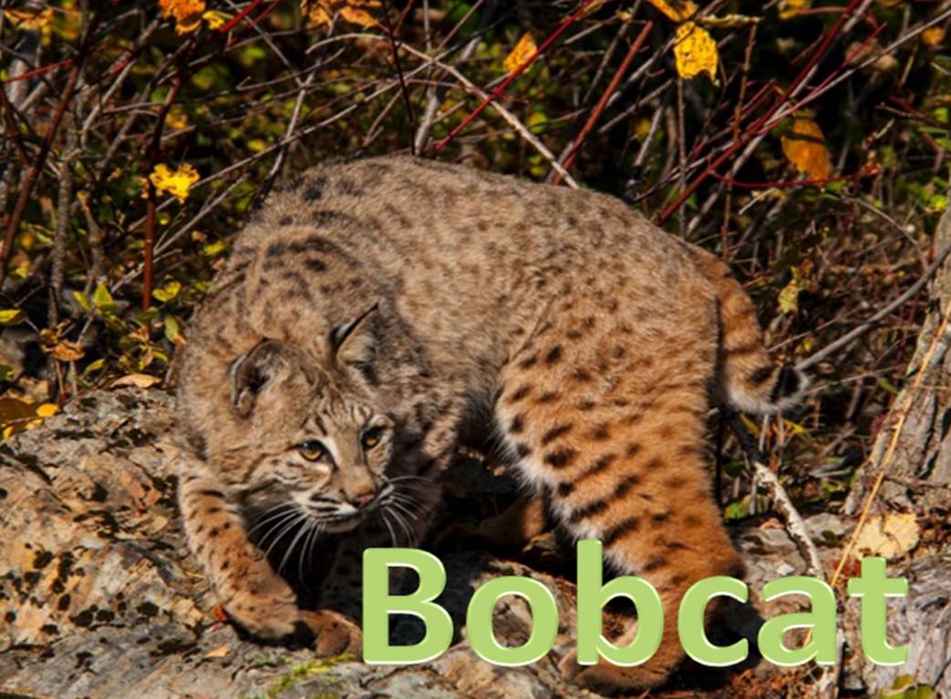 Build a food chain. An online game for kids