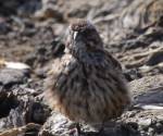 Song sparrow 