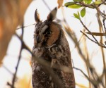 Long-eared owl staff Megan Fiske