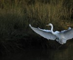 Great egret staff Megan Fiske