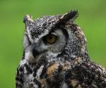 Great horned owl