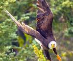 Bald eagle