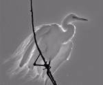 Great egret