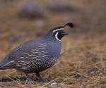 California quail