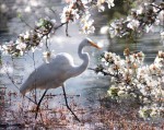 Great egret Anna Barber