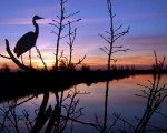 Great Blue Heron by Anna Barber