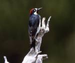 Acorn woodpecker