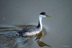 Western Grebe by Andrew Fife