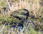 White-faced ibis by Andrew Fife