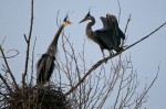 Great blue herons by Andrew Maurer
