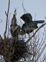 Great blue herons by Andrew Maurer