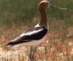 American avocet