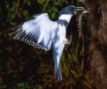 Belted kingfisher