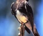 Black phoebe