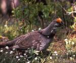 Blue grouse