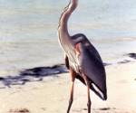 Great blue heron