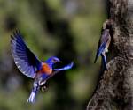 Western bluebird