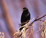 Brewer\'s blackbird