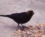 Brownheaded cowbird