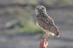 Burrowing owl by Cynthia Barker