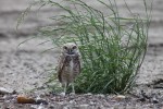 Burrowing owl by Cynthia Barker