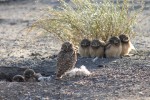 Burrowing owls by Cynthia Barker