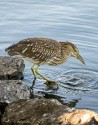 Juvenile Black-crowned night heron by Connie Cassinetto