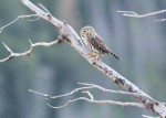 Northern Pygmy Owl by Christy Dudley