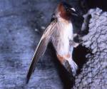 Cliff swallow