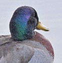 Mallard by Carolyn Silva