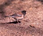 Dark-eyed junco