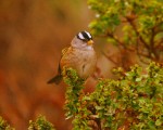 White-crowned sparrow by David Webster