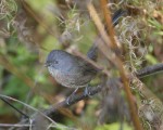 Wrentit by David Webster