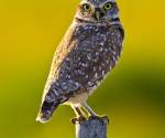 Burrowing owl