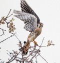 American kestrel by David Hargus