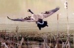 Canada goose by David Hargus