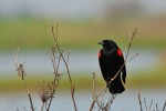 Red-winged blackbird by Drew Myers