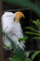 Bald Eagle by Diane Shannon